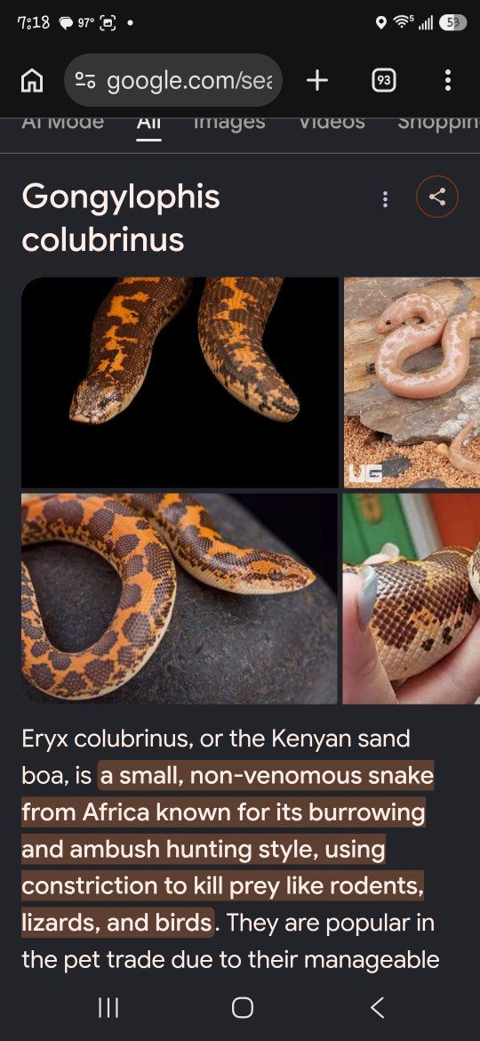 Kenyan Sand Boa -Male