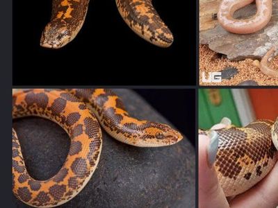 Kenyan Sand Boa -Male