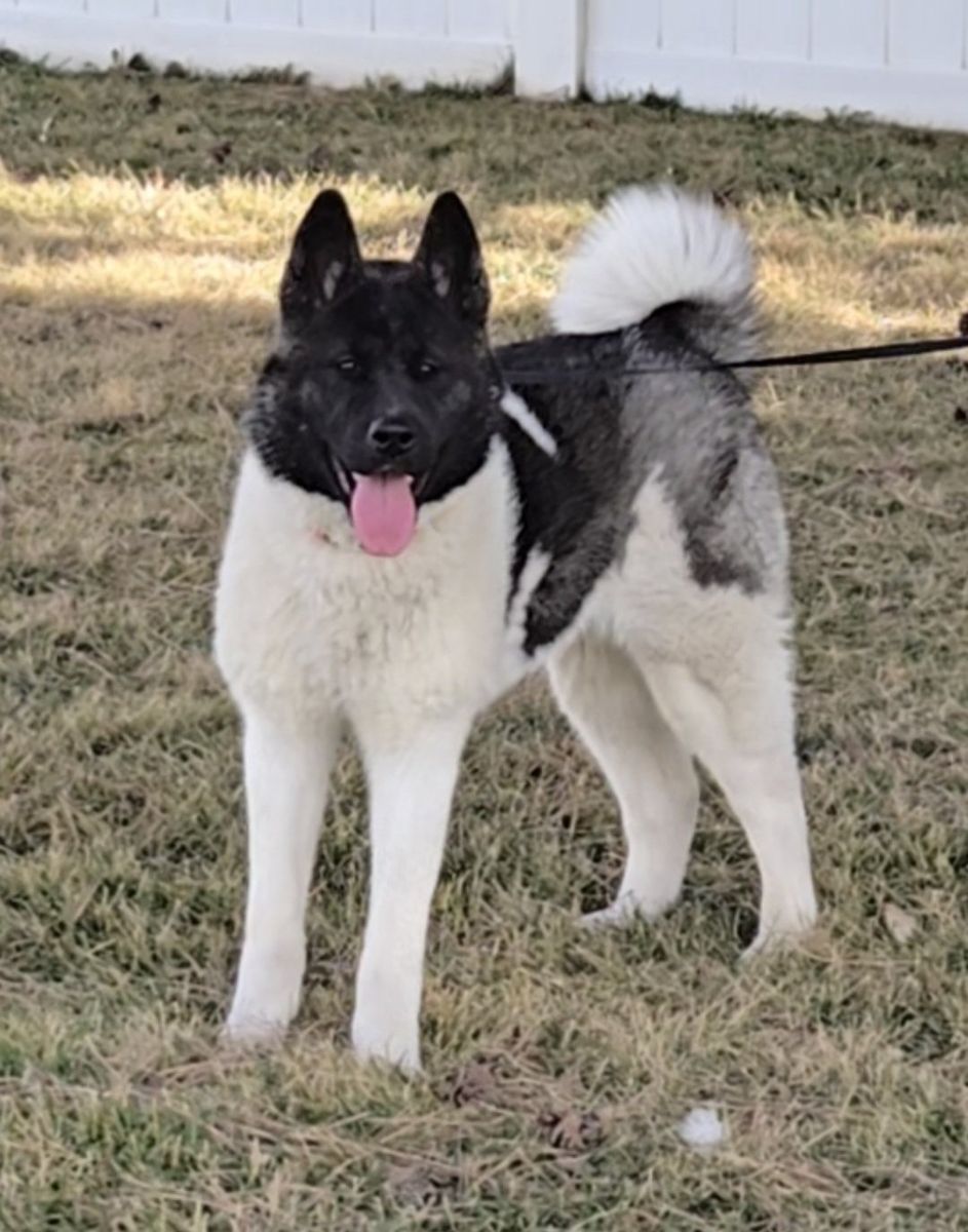 American Akita AKC
