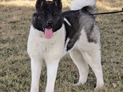 American Akita AKC