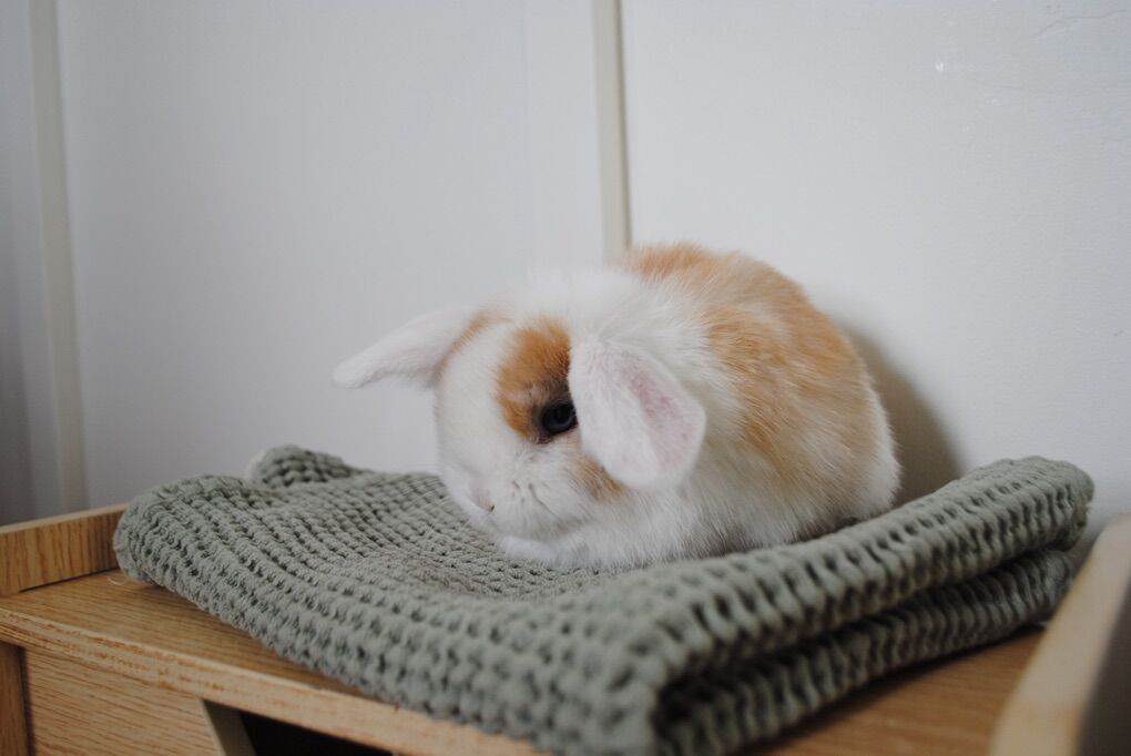Holland Lop Buck