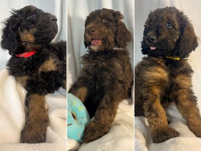F1b Bernedoodle Puppies (5 Left)