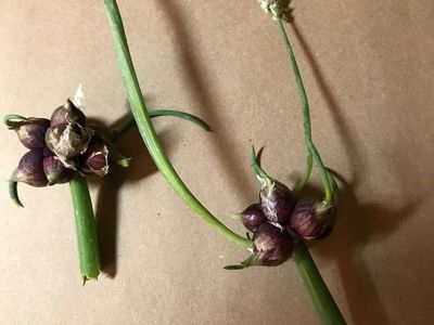Egyptian Walking Onions 2 Bulbils for $5.00