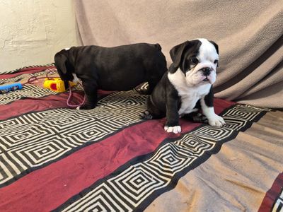 English bulldog puppies