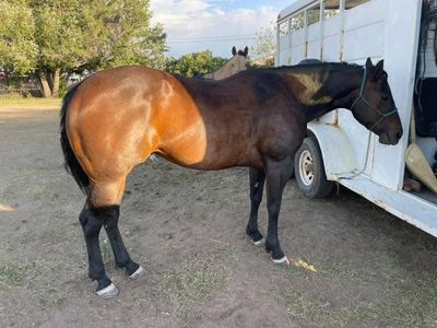 2012 Brown Quarter Horse Mare