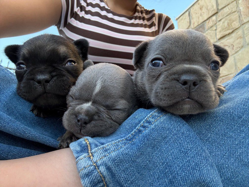 French Bulldog Puppies