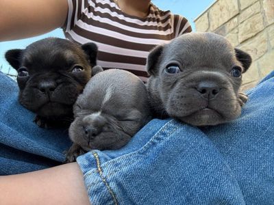 French Bulldog Puppies