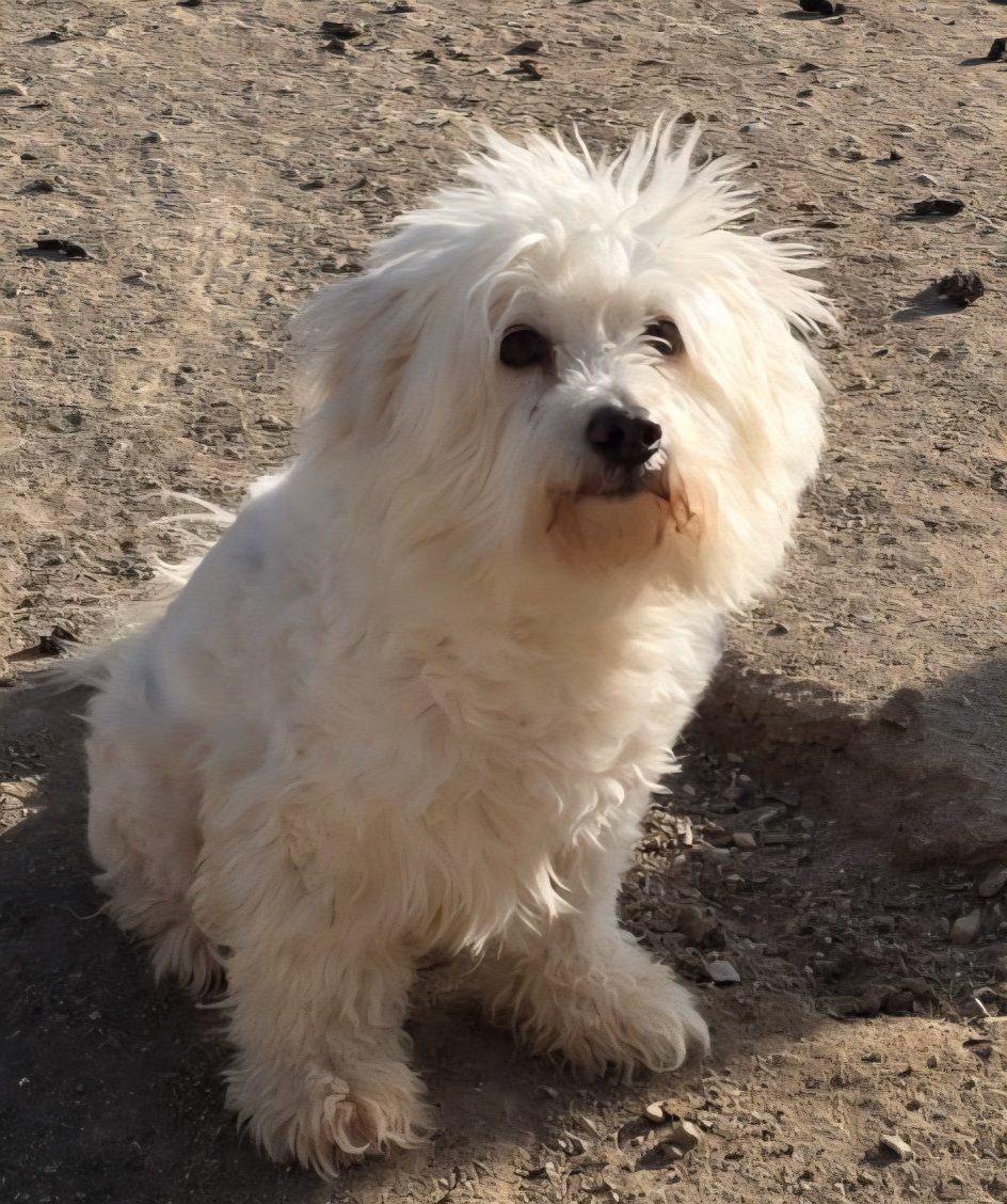 Peep (and Bloomer) Such the Ladies (poodles that is)