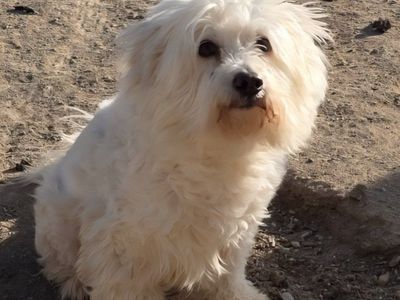 Peep (and Bloomer) Such the Ladies (poodles that is)