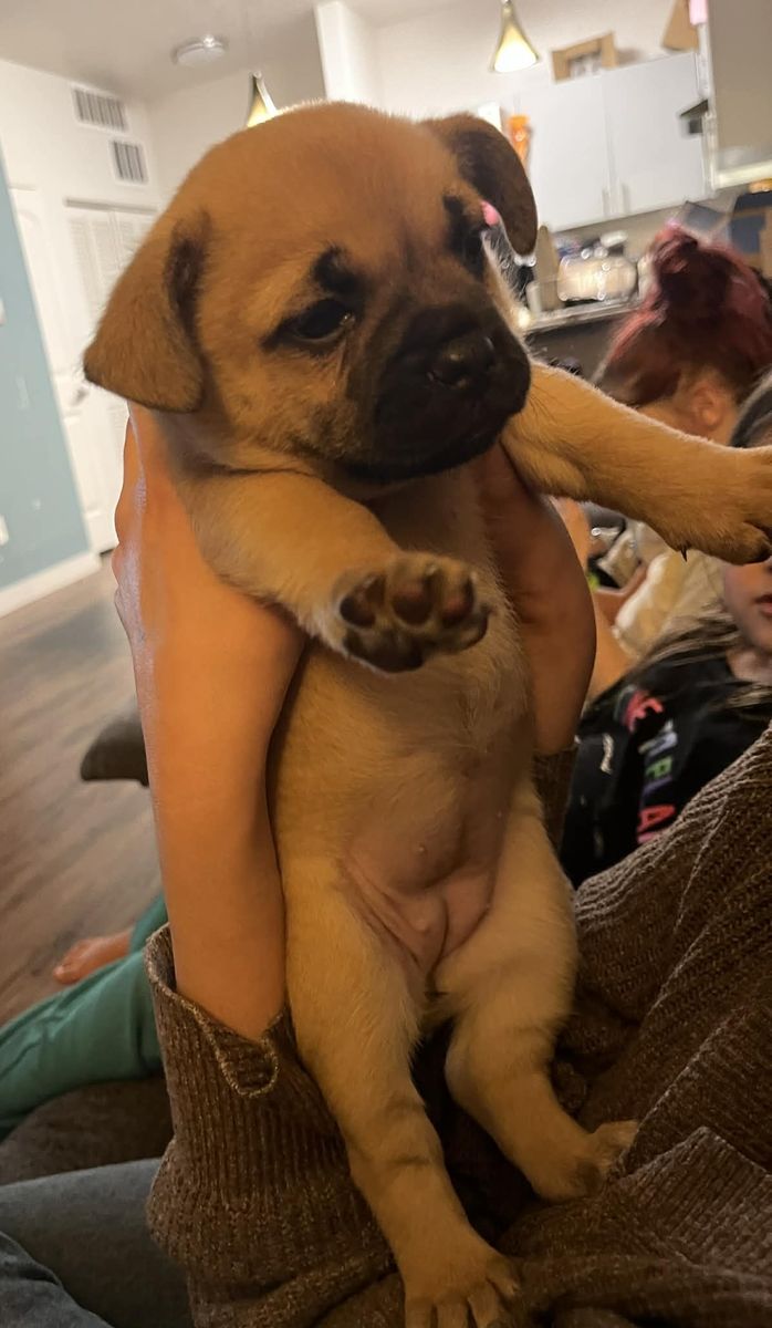 Female Puppy for Sale