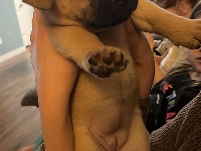 Female Puppy for Sale