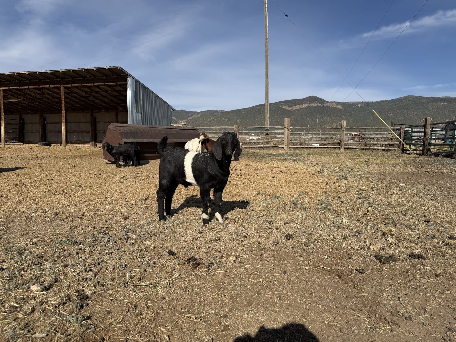 Boer goat Buck kid