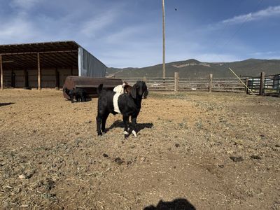 Boer goat Buck kid