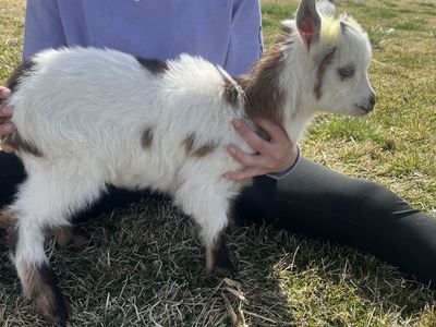 Buckling Bottle Baby