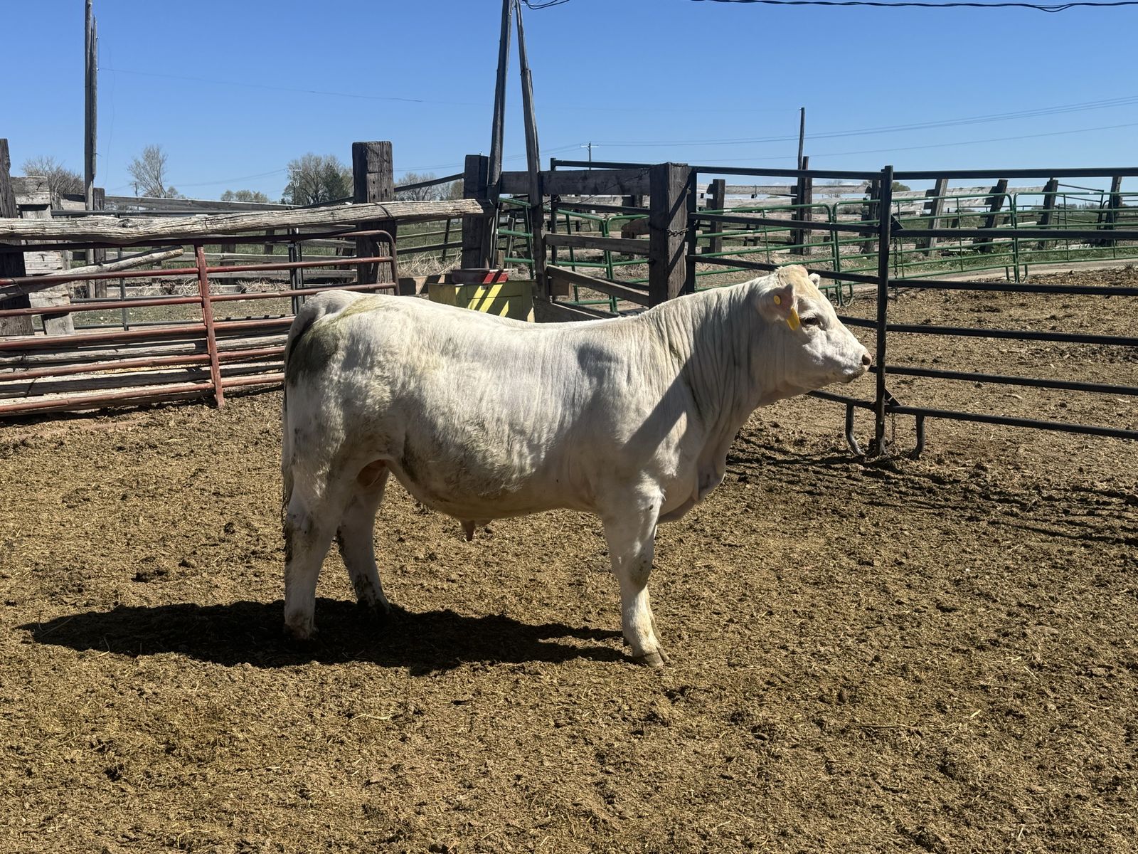 Yearling Charolais Bulls