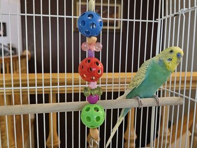 Beautiful green and yellow parakeet