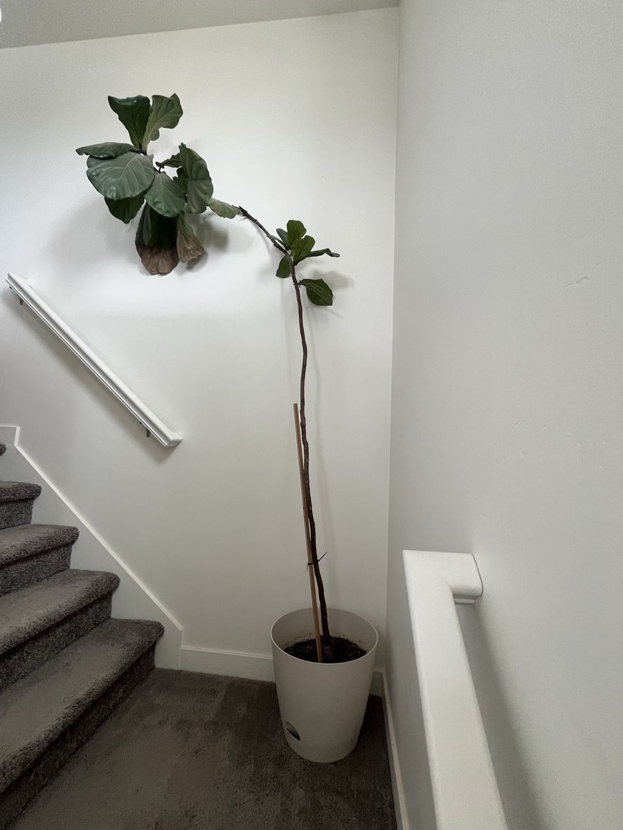 Fiddle Leaf Fig