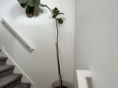 Fiddle Leaf Fig