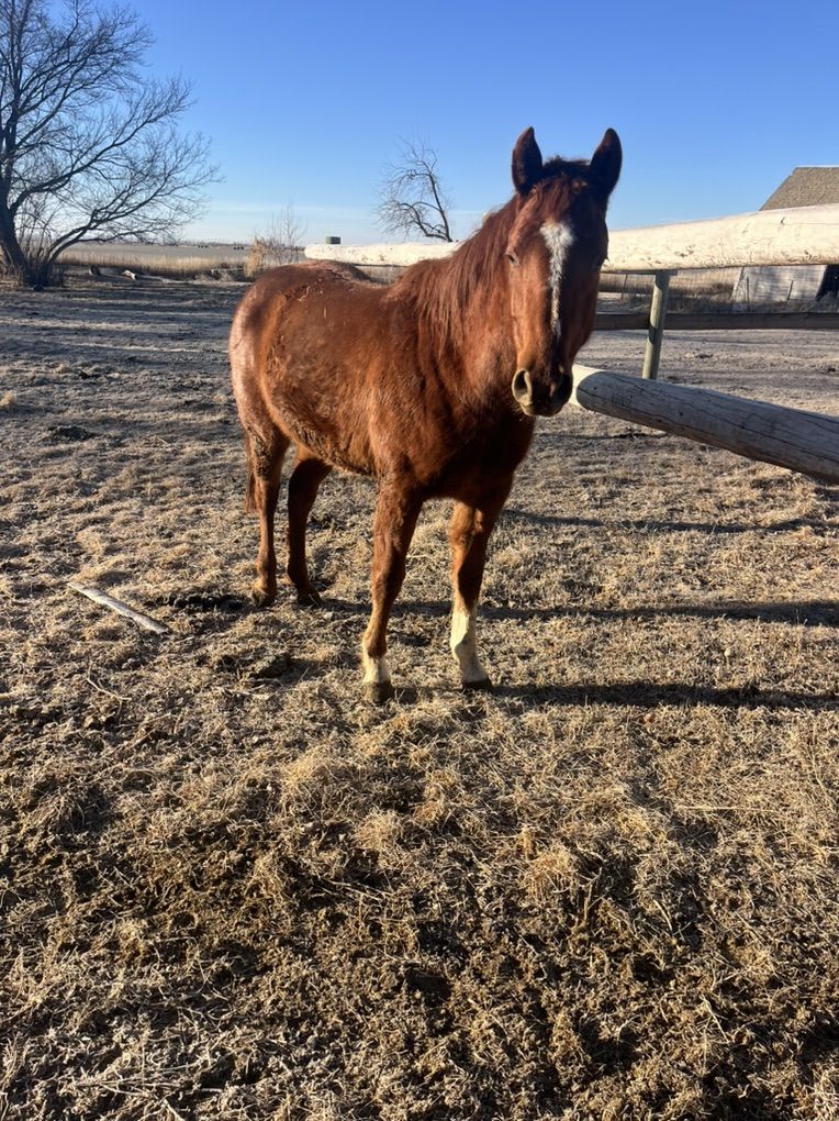 2 Year Old Filly