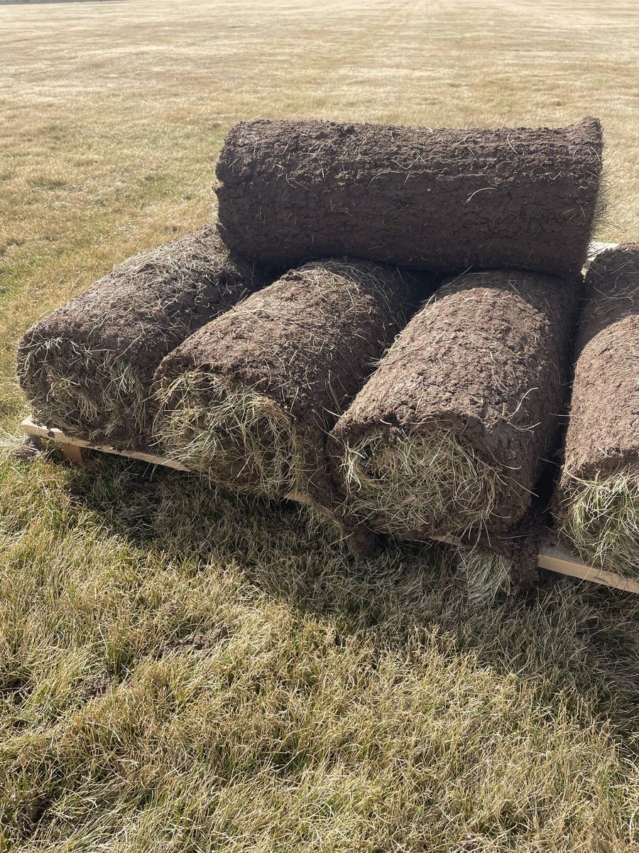 Fine Fescue Sod Blow Out Sale!