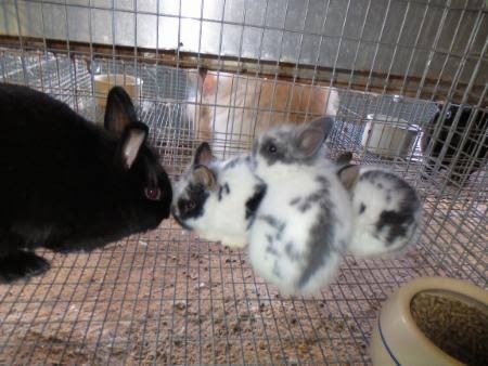 Dwarf Angora Bunnies