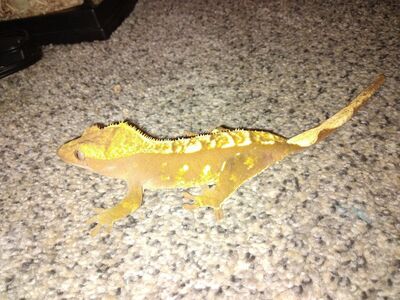 Female Crested Gecko