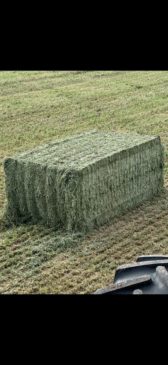 Premium Steamed Alfalfa Hay Bales 3x4