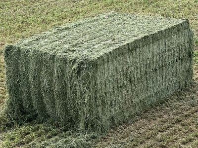 Premium Steamed Alfalfa Hay Bales 3x4