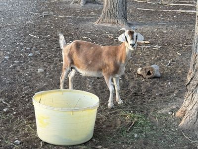 6 does for sale