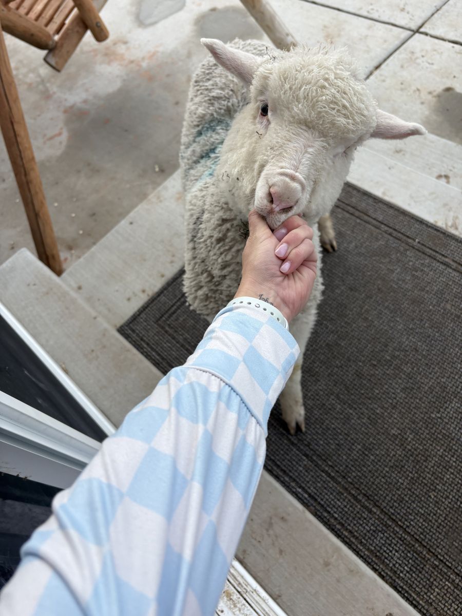 14 week old weaned lambs