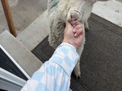 14 week old weaned lambs