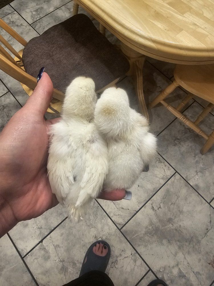mix chicks