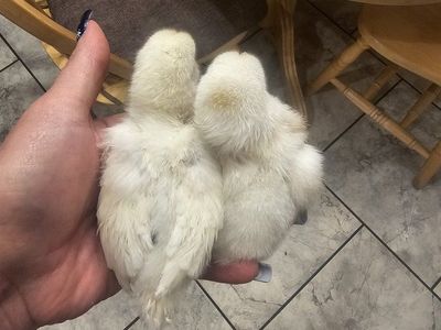 mix chicks