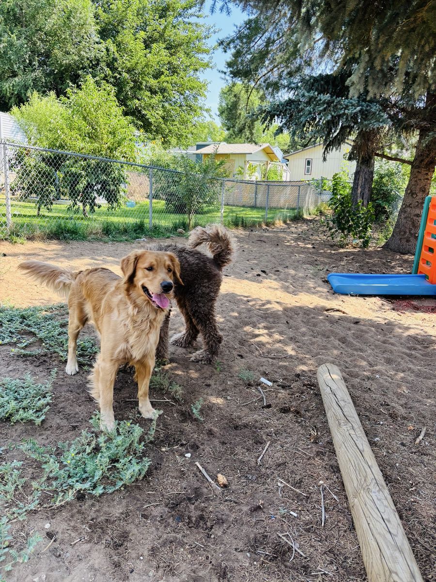 dog