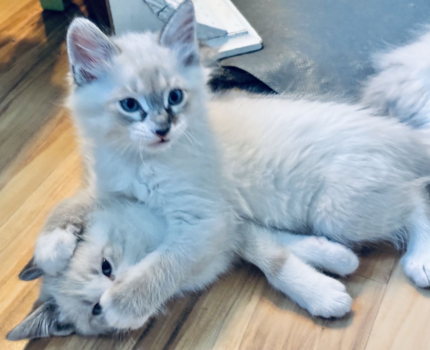Ragdoll kittens 