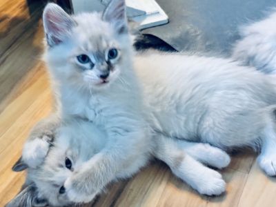 Ragdoll kittens