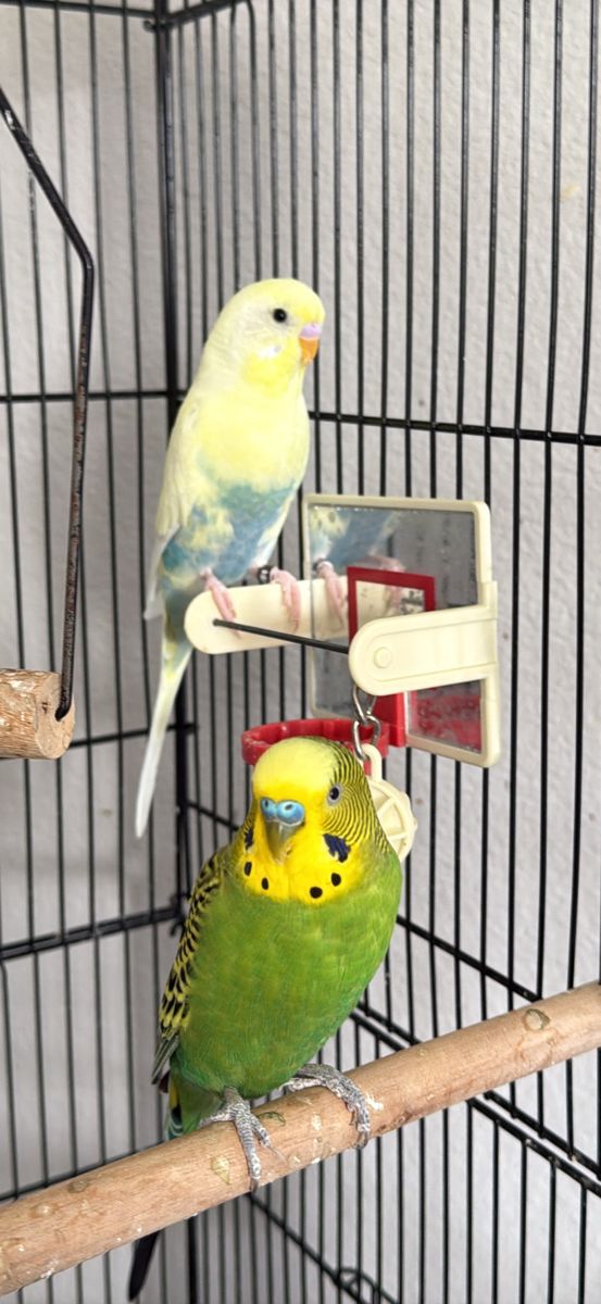 Vibrant, Loving Parakeets, included Cage