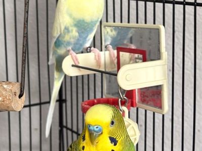 Vibrant, Loving Parakeets, included Cage