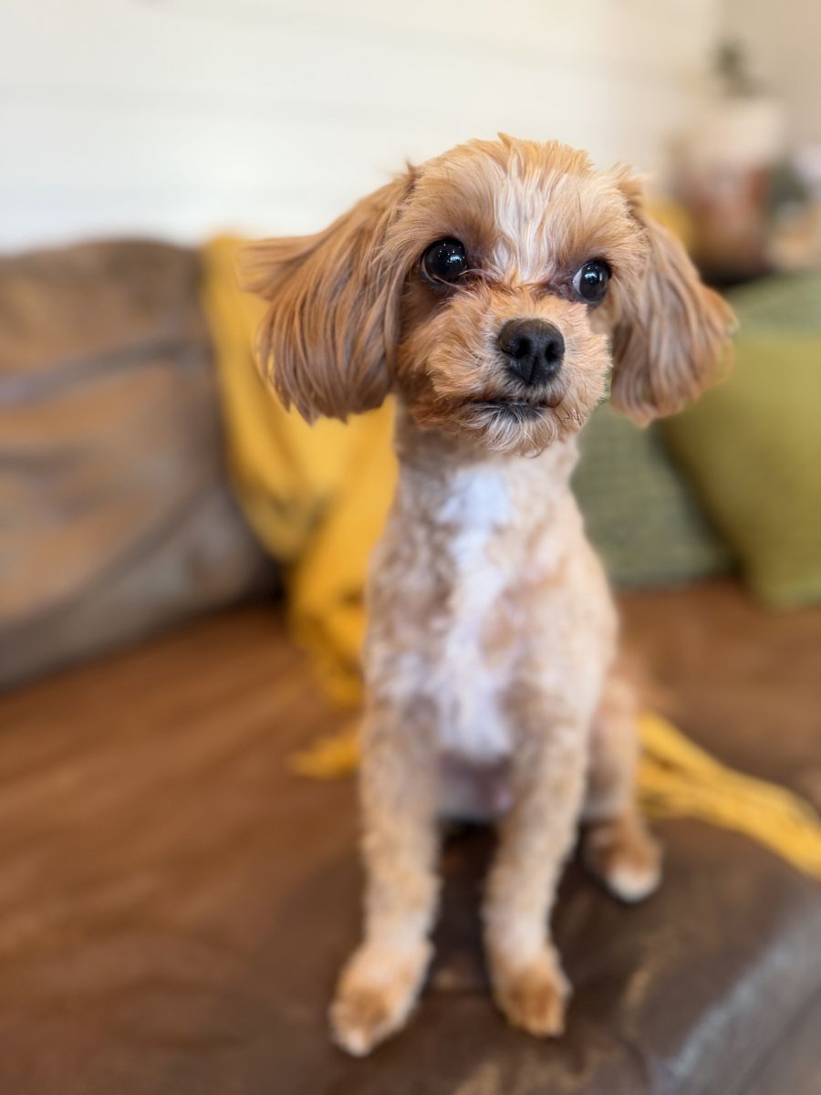 Golden Cavapoo 5.5lbs
