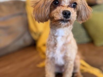 Golden Cavapoo 5.5lbs
