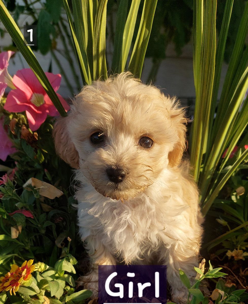 Maltese Shih-Tzu Poodle Mix