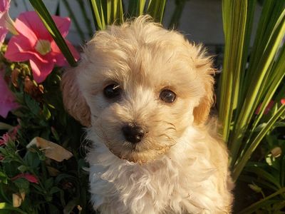 Maltese Shih-Tzu Poodle Mix