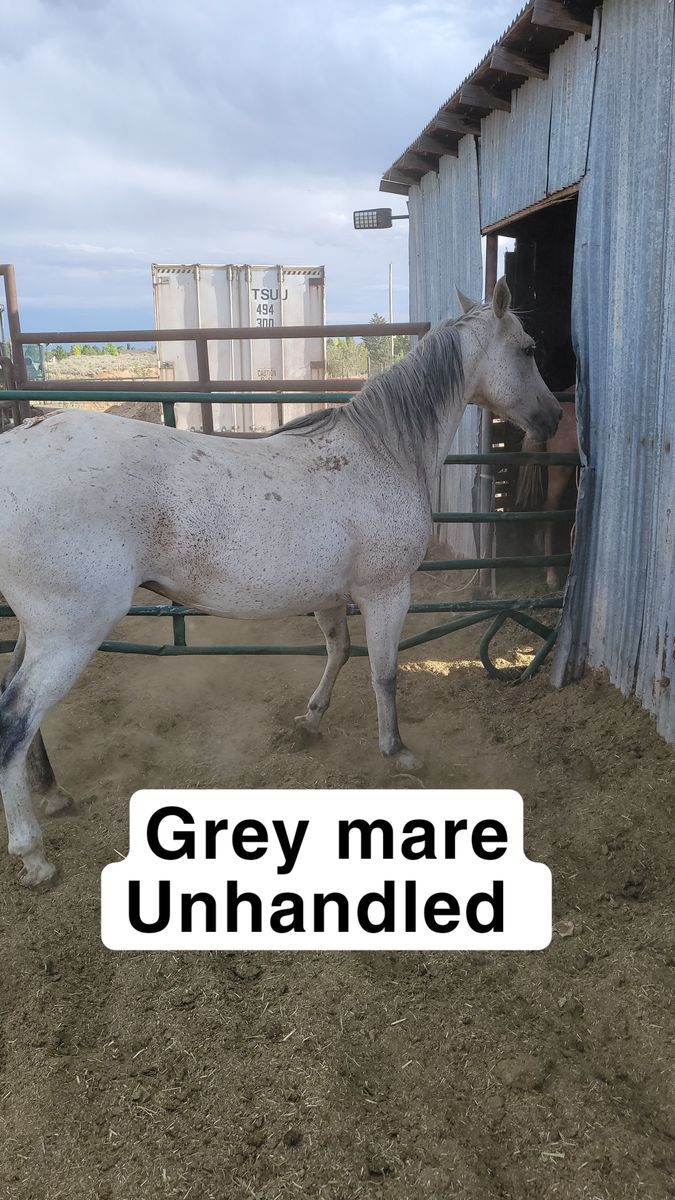 Grey mare