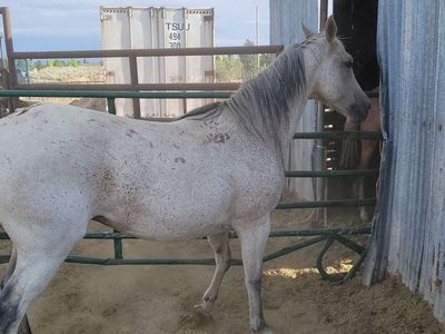 Grey mare