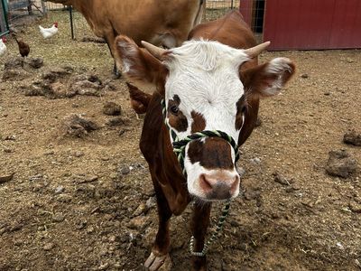 Mid mini jersey Hereford mix