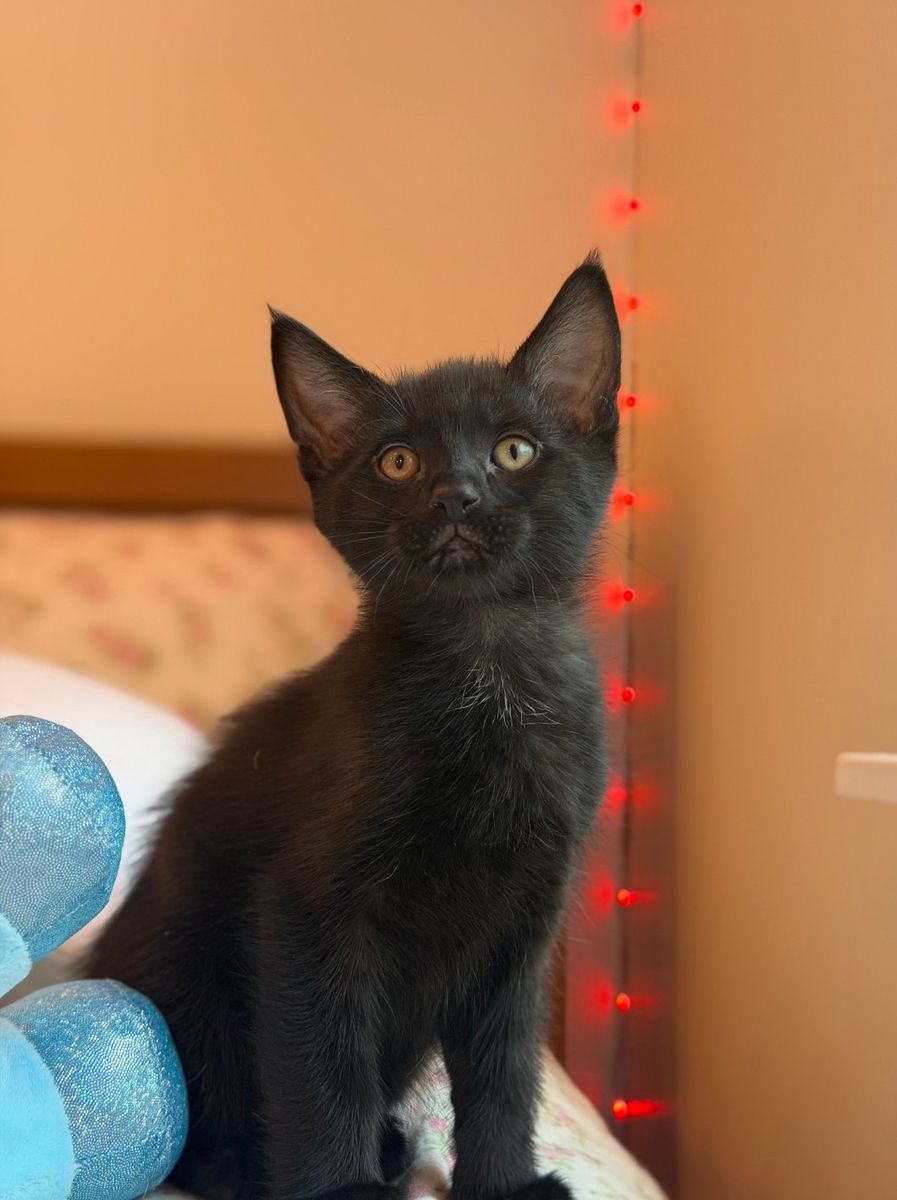 2 Adorable Black Kittens - Healthy and Playful