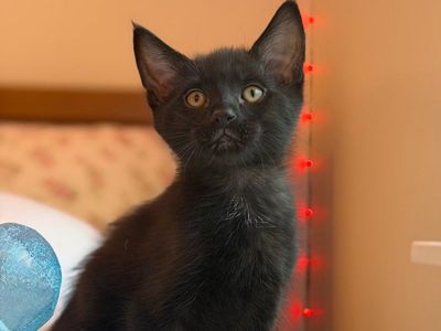 2 Adorable Black Kittens - Healthy and Playful