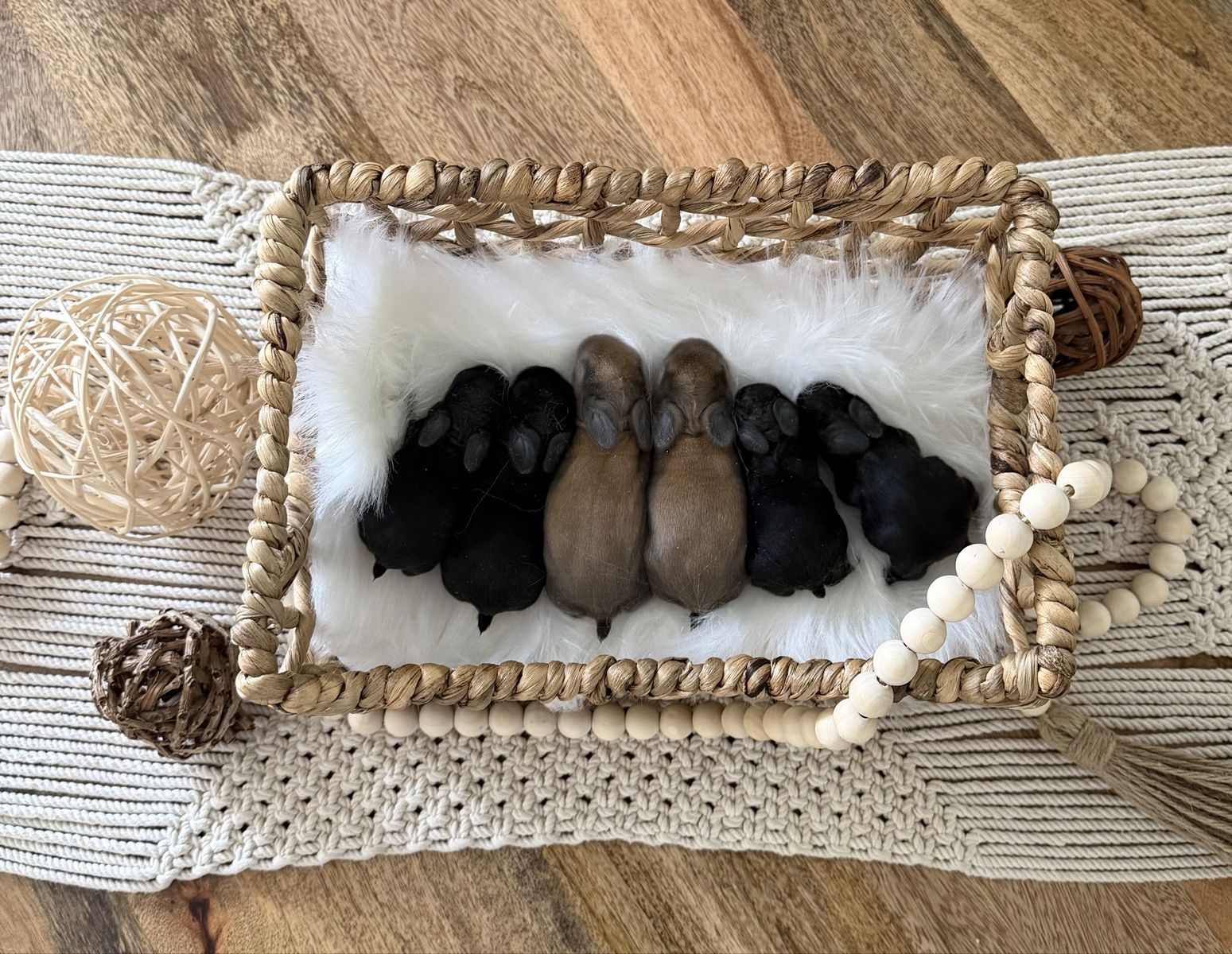 Holland Lop Bunnies Available!