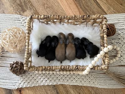 Holland Lop Bunnies Available!