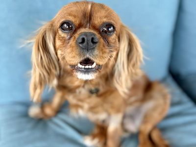 Cavalier